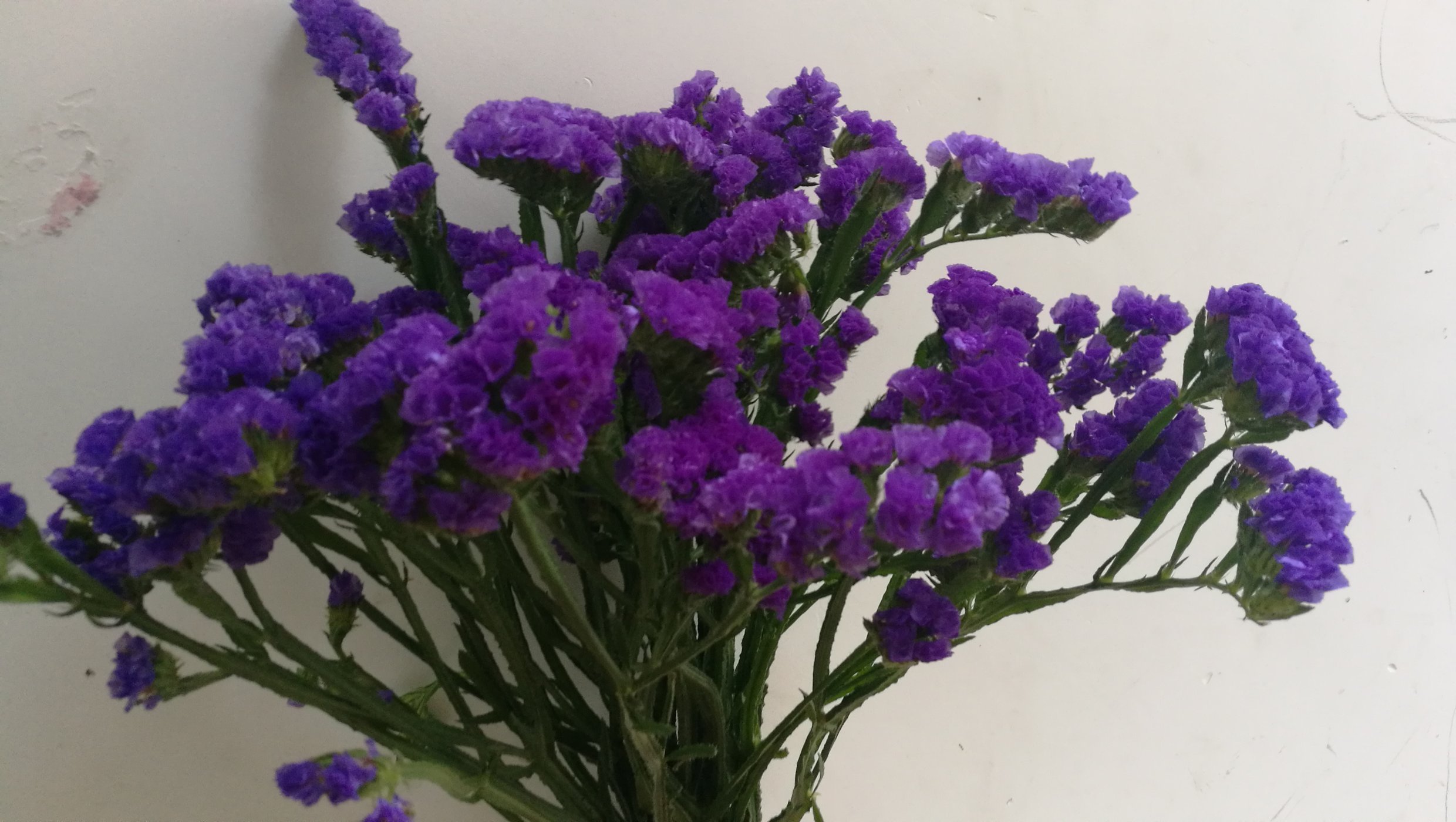 【KY开元集团官网】小米电视4a怎么样看直播,2017必装直播软件推荐(图1) KYKY开元