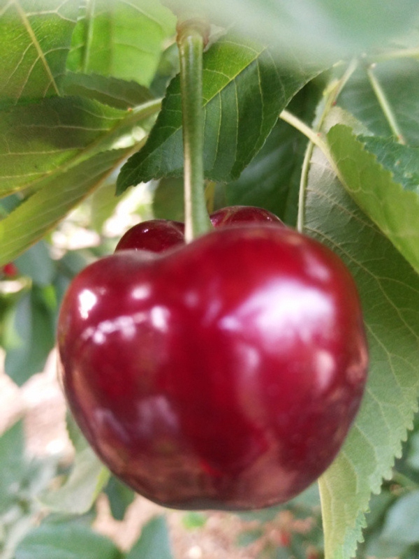 格列兹曼上演大四喜,马竞4-0距巴萨4分-KYKY开元(图2) KY开元集团官网